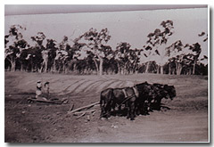 Digging a dam with a team of horses